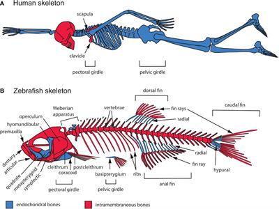 Zebrafish endochondral growth zones as they relate to human bone size, shape and disease